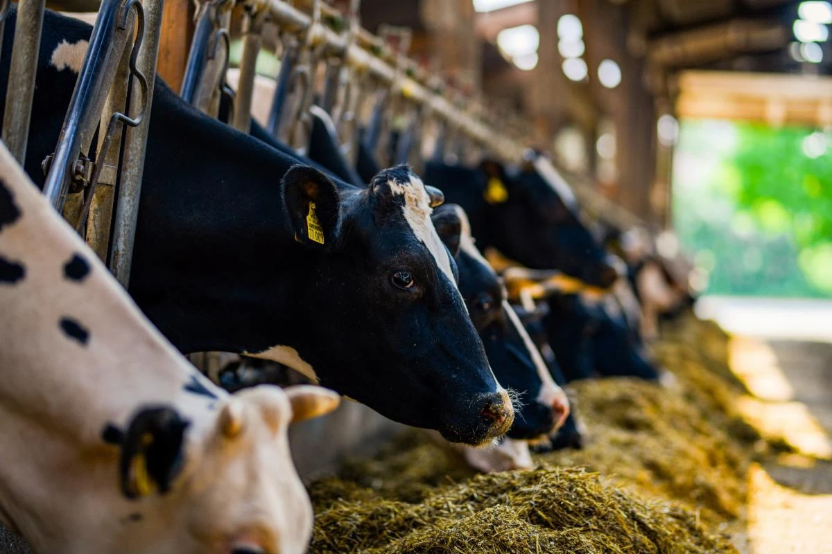 Fortalecen lazos lecheros entre EE.UU. y México